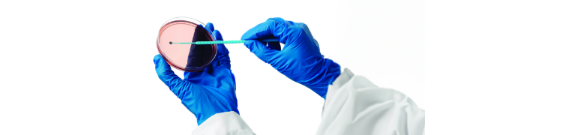 Labortechniker mit einem Wattestäbchen auf einer Petrischale Labortechniker mit einem Wattestäbchen auf einer Petrischale