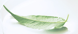 Greener Choice Programm Greener Choice Programm